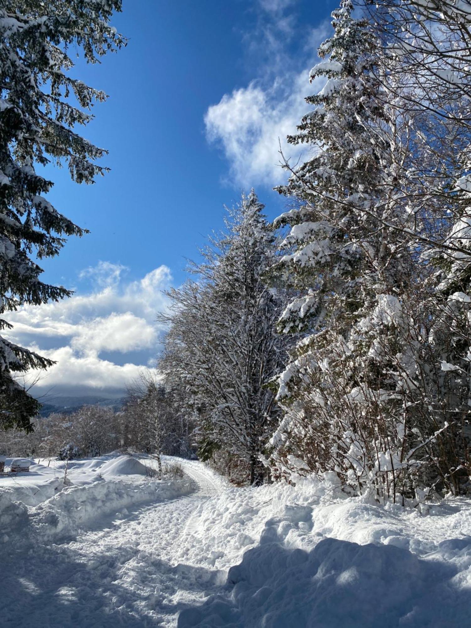 Pine Lodge Hlevci 外观 照片